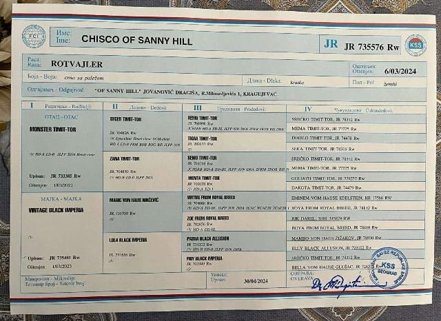 Кученца ротвайлер Rottweiler, Vaccinated - Yes - city of Sofia | Dogs - снимка 7