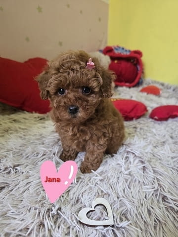Очарователни кученца ЧЕРВЕН ТОЙ ПУДЪЛ Mini Poodle, 2 Months, Vaccinated - Yes - city of Izvun Bulgaria | Dogs - снимка 1