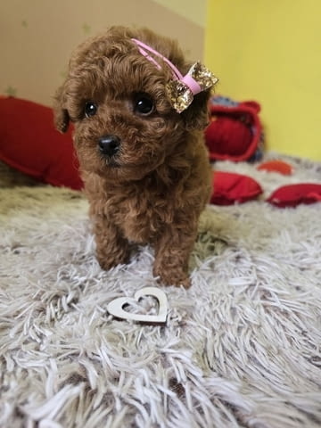 Очарователни кученца ЧЕРВЕН ТОЙ ПУДЪЛ Mini Poodle, 2 Months, Vaccinated - Yes - city of Izvun Bulgaria | Dogs - снимка 2