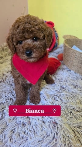 Очарователни кученца ЧЕРВЕН ТОЙ ПУДЪЛ Mini Poodle, 2 Months, Vaccinated - Yes - city of Izvun Bulgaria | Dogs - снимка 3
