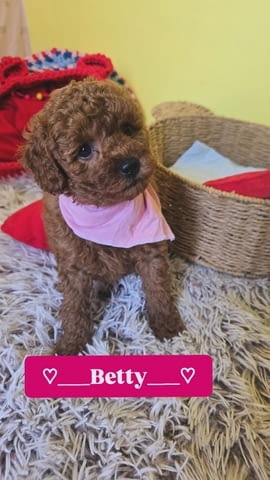 Очарователни кученца ЧЕРВЕН ТОЙ ПУДЪЛ Mini Poodle, 2 Months, Vaccinated - Yes - city of Izvun Bulgaria | Dogs - снимка 4