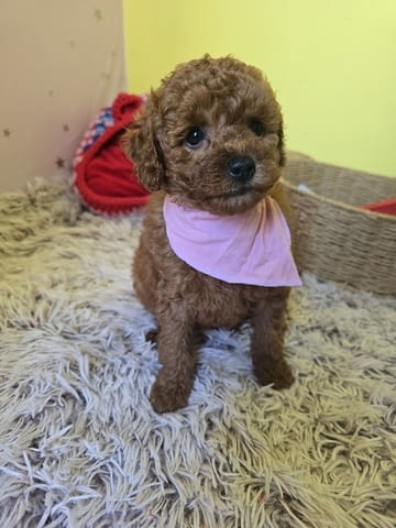 Очарователни кученца ЧЕРВЕН ТОЙ ПУДЪЛ Mini Poodle, 2 Months, Vaccinated - Yes - city of Izvun Bulgaria | Dogs - снимка 5