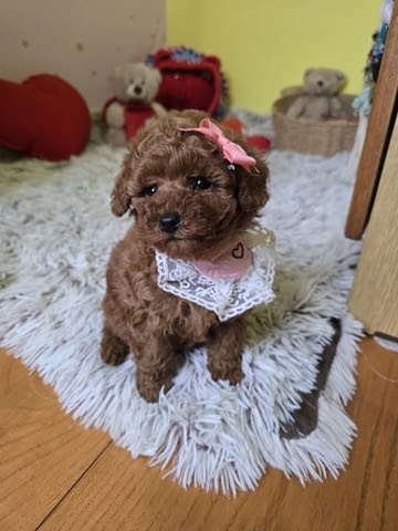 Очарователни кученца ЧЕРВЕН ТОЙ ПУДЪЛ Mini Poodle, 2 Months, Vaccinated - Yes - city of Izvun Bulgaria | Dogs - снимка 7