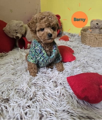 Очарователни кученца ЧЕРВЕН ТОЙ ПУДЪЛ Mini Poodle, 2 Months, Vaccinated - Yes - city of Izvun Bulgaria | Dogs - снимка 8
