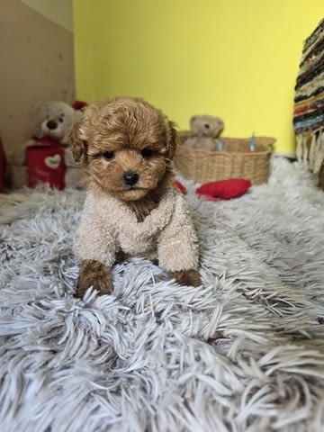 Очарователни кученца ЧЕРВЕН ТОЙ ПУДЪЛ Mini Poodle, 2 Months, Vaccinated - Yes - city of Izvun Bulgaria | Dogs - снимка 9