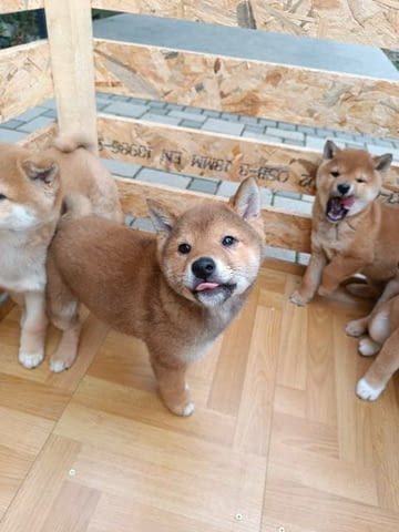 Кученца Шиба Ину Shiba Inu, Vaccinated - Yes - city of Sofia | Dogs - снимка 1