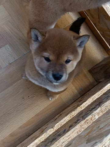 Кученца Шиба Ину Shiba Inu, Vaccinated - Yes - city of Sofia | Dogs - снимка 2