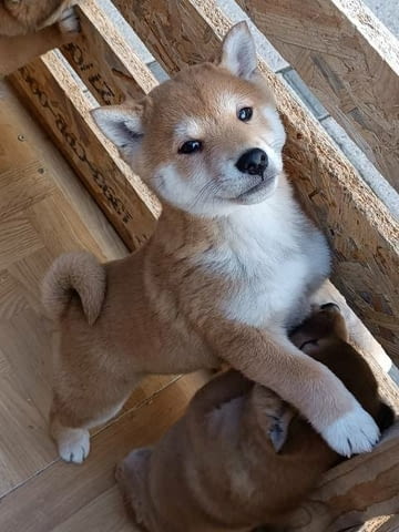 Кученца Шиба Ину Shiba Inu, Vaccinated - Yes - city of Sofia | Dogs - снимка 4
