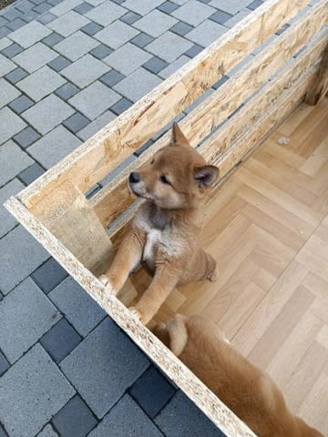 Кученца Шиба Ину Shiba Inu, Vaccinated - Yes - city of Sofia | Dogs - снимка 8