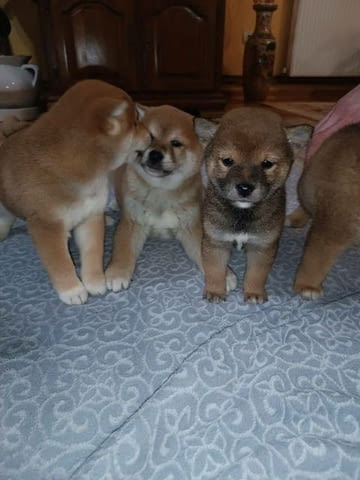 Кученца Шиба Ину Shiba Inu, Vaccinated - Yes - city of Sofia | Dogs - снимка 9