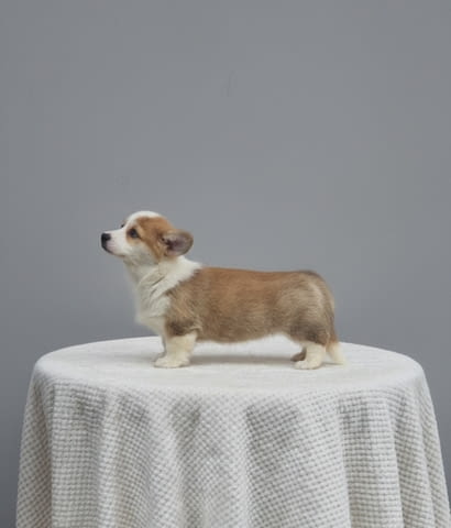 Уелш Корги Пемброк – Прекрасни кученца Уелски корги пембрук, Обезпаразитено - Да - град Извън България | Кучета - снимка 4