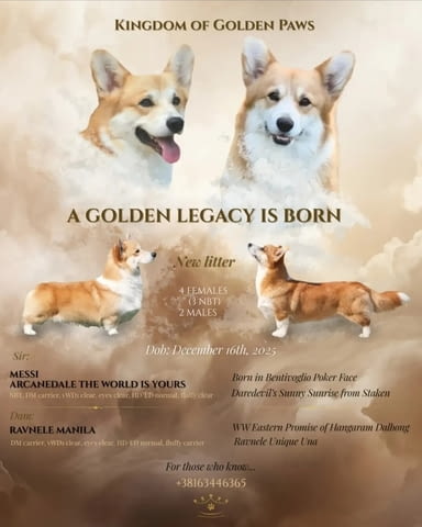 Уелш Корги Пемброк – Прекрасни кученца Уелски корги пембрук, Обезпаразитено - Да - град Извън България | Кучета - снимка 6