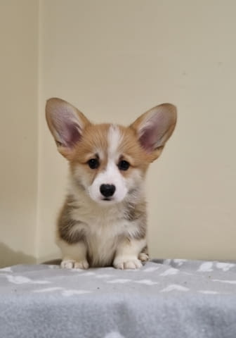 Уелш Корги Пемброк – Прекрасни кученца Уелски корги пембрук, Обезпаразитено - Да - град Извън България | Кучета - снимка 7