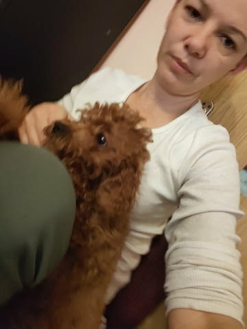 Red toy poodles Пудел той - град Извън България | Кучета - снимка 1