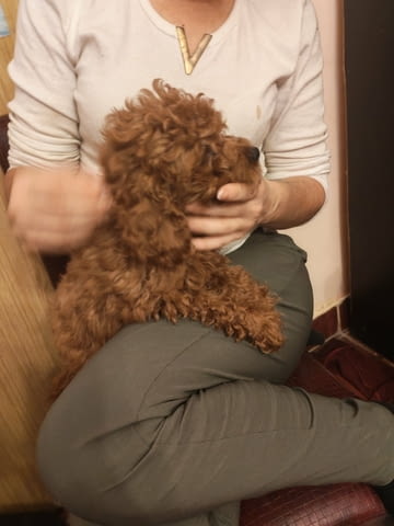 Red toy poodles Пудел той - град Извън България | Кучета - снимка 2