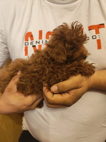 Red toy poodles Пудел той - град Извън България | Кучета - снимка 4