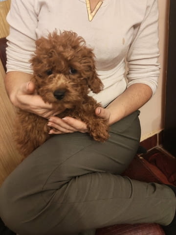 Red toy poodles Пудел той - град Извън България | Кучета - снимка 5