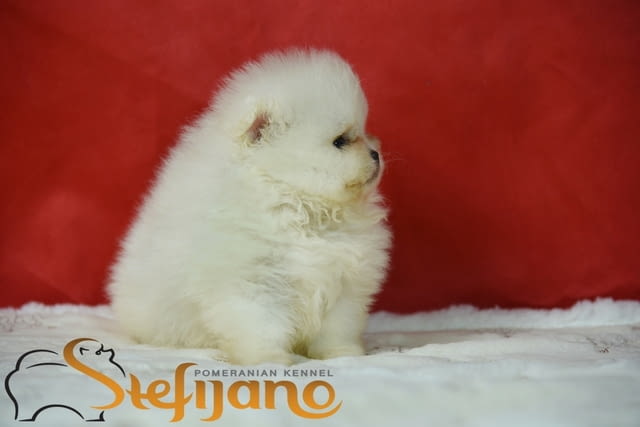 Померан BOO – Прекрасни кученца Померан (Малък английски шпиц), Ваксинирано - Да, Обезпаразитено - Да - град Извън България | Кучета - снимка 2