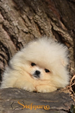 Померан BOO – Прекрасни кученца Померан (Малък английски шпиц), Ваксинирано - Да, Обезпаразитено - Да - град Извън България | Кучета - снимка 3