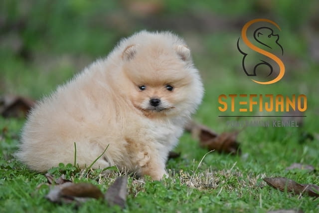Померан BOO – Прекрасни кученца Померан (Малък английски шпиц), Ваксинирано - Да, Обезпаразитено - Да - град Извън България | Кучета - снимка 4
