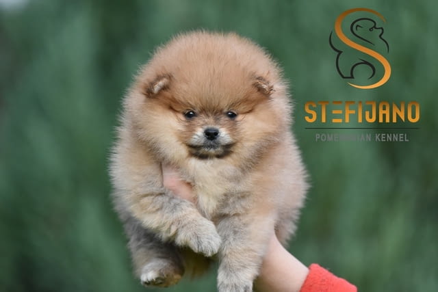Померан BOO – Прекрасни кученца Померан (Малък английски шпиц), Ваксинирано - Да, Обезпаразитено - Да - град Извън България | Кучета - снимка 5