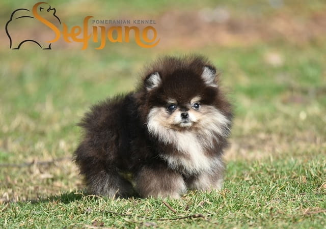 Померан BOO – Прекрасни кученца Померан (Малък английски шпиц), Ваксинирано - Да, Обезпаразитено - Да - град Извън България | Кучета - снимка 6