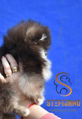 Померан BOO – Прекрасни кученца Померан (Малък английски шпиц), Ваксинирано - Да, Обезпаразитено - Да - град Извън България | Кучета - снимка 7
