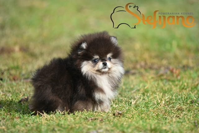 Померан BOO – Прекрасни кученца Померан (Малък английски шпиц), Ваксинирано - Да, Обезпаразитено - Да - град Извън България | Кучета - снимка 8