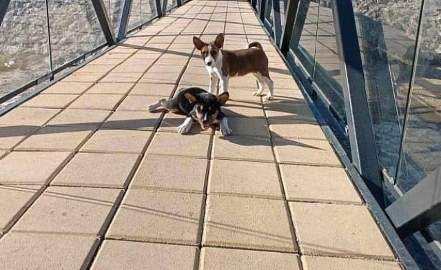 Кученца Басенджи Ваксинирано - Да, Обезпаразитено - Да - град София | Кучета - снимка 6