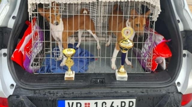 Кученца Басенджи Ваксинирано - Да, Обезпаразитено - Да - град София | Кучета - снимка 8