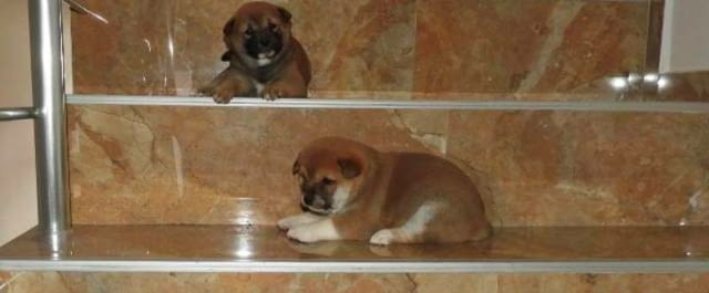 Шиба Ину, ТОП кученца Шиба ину, Ваксинирано - Да, Обезпаразитено - Да - град София | Кучета - снимка 3