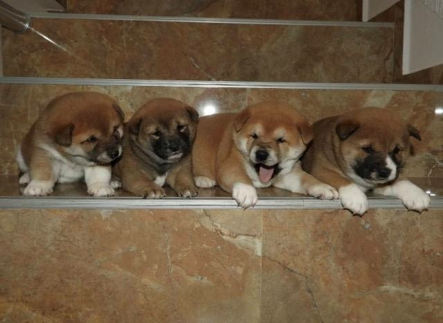 Шиба Ину, ТОП кученца Шиба ину, Ваксинирано - Да, Обезпаразитено - Да - град София | Кучета - снимка 4