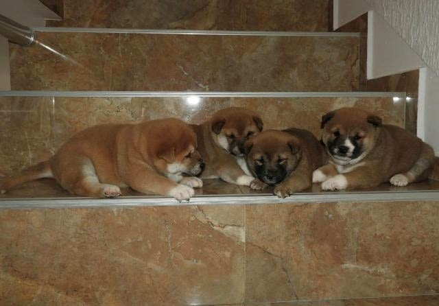 Шиба Ину, ТОП кученца Шиба ину, Ваксинирано - Да, Обезпаразитено - Да - град София | Кучета - снимка 5