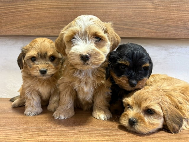 Хавански бишон – прекрасни кученца Ваксинирано - Да, Обезпаразитено - Да - град Извън България | Кучета - снимка 2