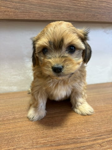 Хавански бишон – прекрасни кученца Ваксинирано - Да, Обезпаразитено - Да - град Извън България | Кучета - снимка 3