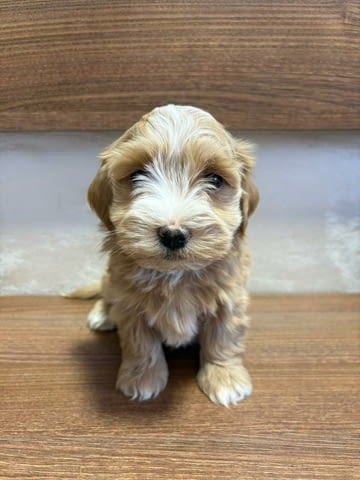 Хавански бишон – прекрасни кученца Ваксинирано - Да, Обезпаразитено - Да - град Извън България | Кучета - снимка 4