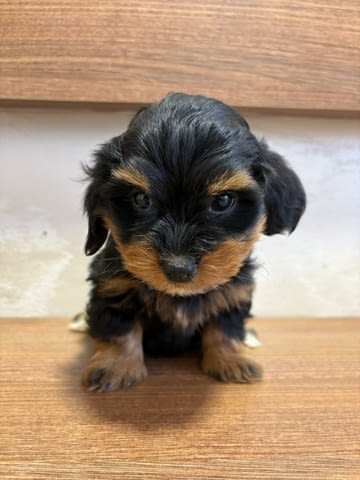 Хавански бишон – прекрасни кученца Ваксинирано - Да, Обезпаразитено - Да - град Извън България | Кучета - снимка 5