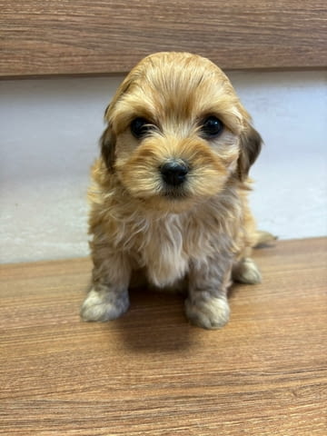 Хавански бишон – прекрасни кученца Ваксинирано - Да, Обезпаразитено - Да - град Извън България | Кучета - снимка 6