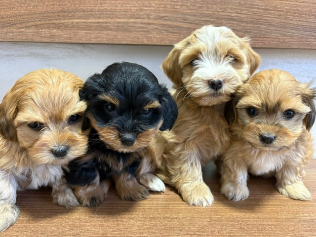 Хавански бишон – прекрасни кученца Ваксинирано - Да, Обезпаразитено - Да - град Извън България | Кучета - снимка 7