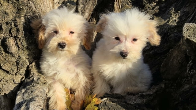 Maltipoo toy puppies Другa - град Извън България | Кучета - снимка 2