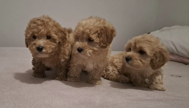 Maltipoo toy puppies Другa - град Извън България | Кучета - снимка 3