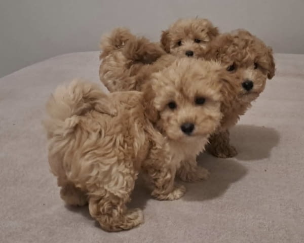 Maltipoo toy puppies Другa - град Извън България | Кучета - снимка 4
