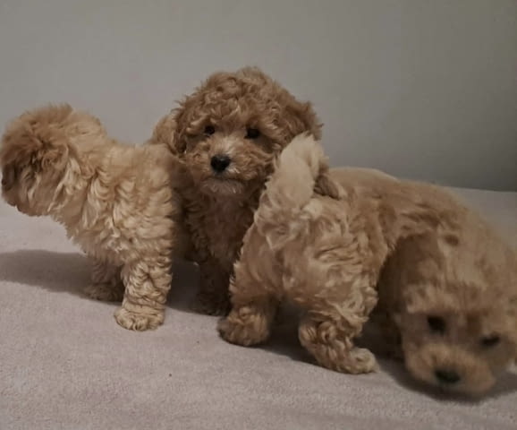 Maltipoo toy puppies Другa - град Извън България | Кучета - снимка 5