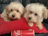 Maltipoo toy puppies