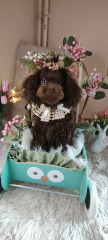 Кафяв пудел, женски Пудел той, 2 месеца, Ваксинирано - Да - град Извън България | Кучета - снимка 1