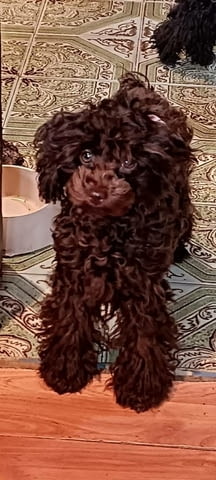 Кафяв пудел, женски Пудел той, 2 месеца, Ваксинирано - Да - град Извън България | Кучета - снимка 2