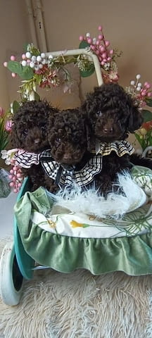 Кафяв пудел, женски Пудел той, 2 месеца, Ваксинирано - Да - град Извън България | Кучета - снимка 3