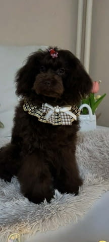 Кафяв пудел, женски Пудел той, 2 месеца, Ваксинирано - Да - град Извън България | Кучета - снимка 4