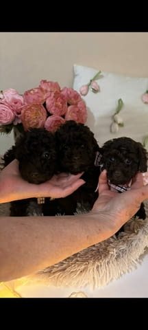 Кафяв пудел, женски Пудел той, 2 месеца, Ваксинирано - Да - град Извън България | Кучета - снимка 5