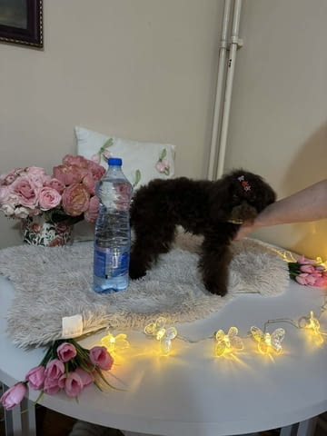 Кафяв пудел, женски Пудел той, 2 месеца, Ваксинирано - Да - град Извън България | Кучета - снимка 6